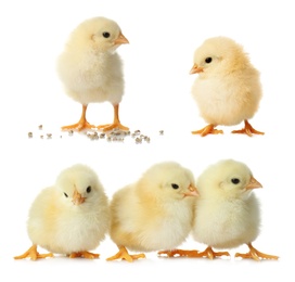 Collage with cute fluffy chickens on white background. Farm animals