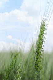 Beautiful wheat spike growing in field, closeup