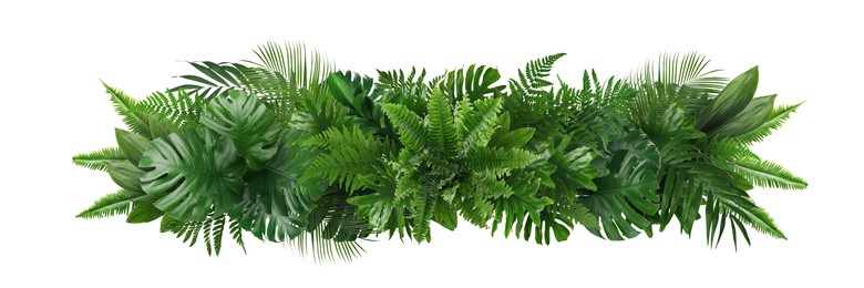 Image of Beautiful composition with fern and other tropical leaves on white background. Banner design