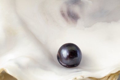 Closeup view of open oyster with black pearl