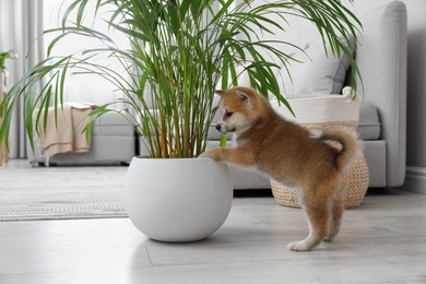 Cute akita inu puppy playing with houseplant in pot indoors