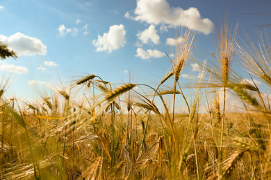 Wheat grain field on sunny day, closeup. Agriculture industry