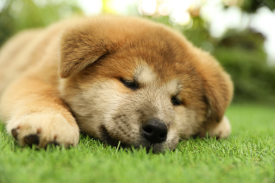 Cute Akita Inu puppy on green grass outdoors. Baby animal
