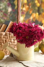 Beautiful chrysanthemum flowers in watering can on table indoors. Autumn still life