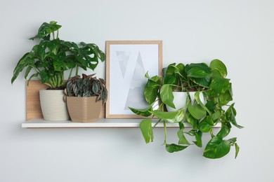 Different potted house plants and frame on shelf near white wall