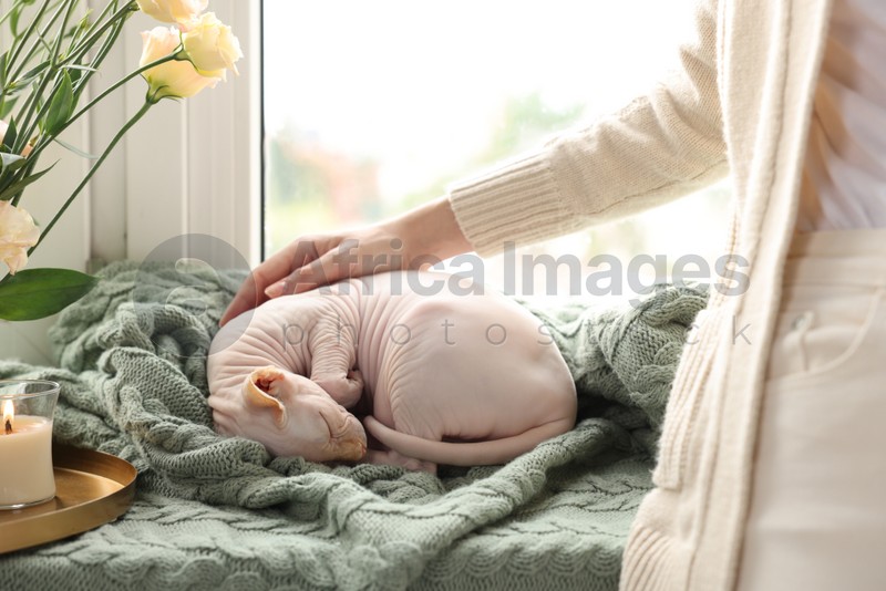 Photo of Woman stroking cute Sphynx cat near window at home, closeup. Lovely pet
