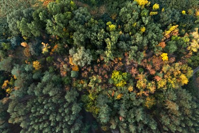 Image of Beautiful aerial view of forest on autumn day
