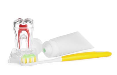 Educational model of tooth, paste and brush on white background