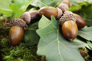 Photo of Acorns with oak leaves on green moss outdoors, closeup