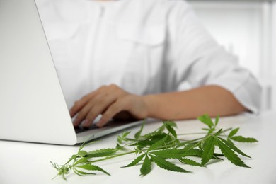 Scientist working at table in office, focus on hemp plant. Medical cannabis