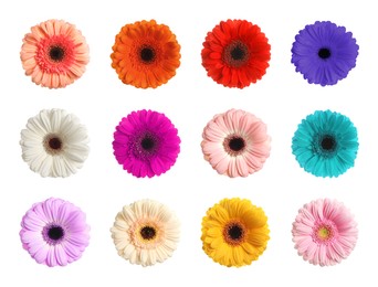 Set with different beautiful gerbera flowers on white background