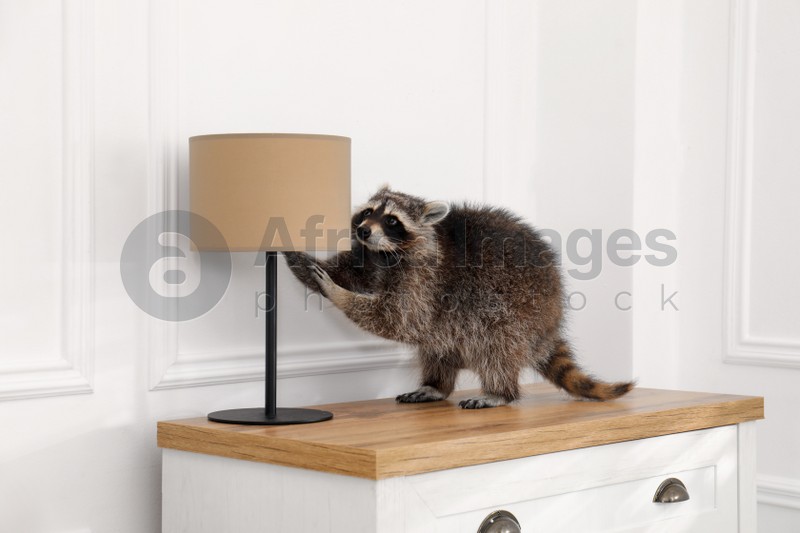 Cute mischievous raccoon playing with lamp on chest of drawers indoors