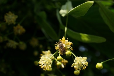 Beautiful moth on branch of linden tree with blossoms outdoors, closeup. Space for text