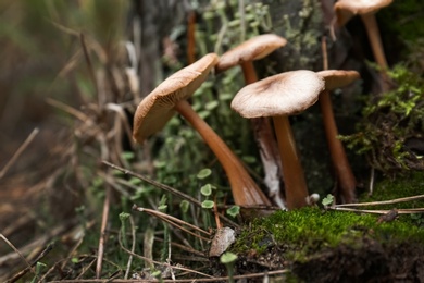 Mushrooms growing in wilderness on autumn day, closeup