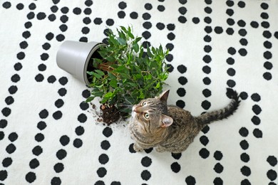 Mischievous cat near overturned houseplant on carpet, above view