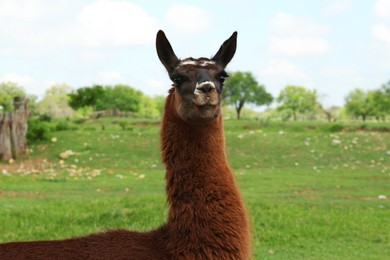 Beautiful fluffy llama on green grass in safari park