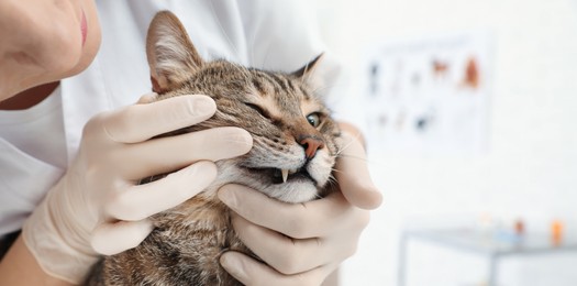 Professional veterinarian examining cat's teeth in clinic, closeup. Banner design