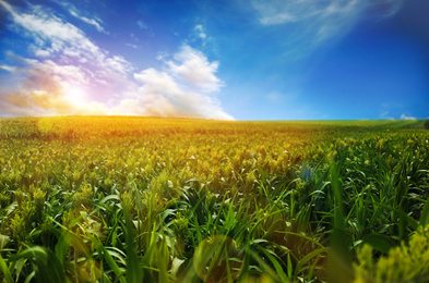 Sunlit corn field under blue sky with clouds