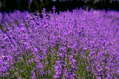 Photo of Beautiful blooming lavender plants in garden on summer day, closeup