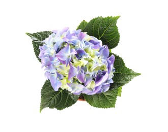 Beautiful blooming hydrangea flower in pot on white background, top view