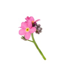 Delicate pink Forget-me-not flowers on white background