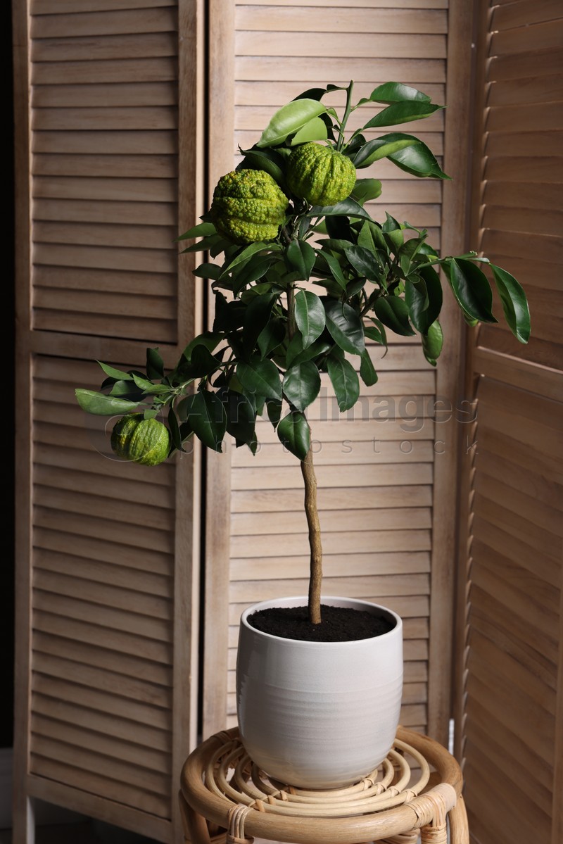 Photo of Idea for minimalist interior design. Small potted bergamot tree with fruits on table near folding screen