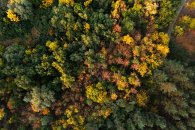 Beautiful aerial view of forest on autumn day