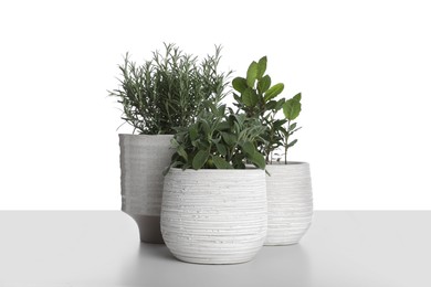 Photo of Pots with rosemary, bay and sage on white background