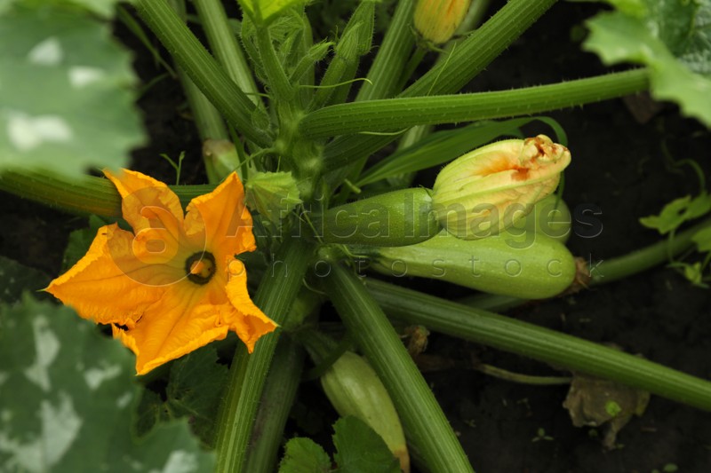 Blooming green plant with unripe zucchini growing in garden, above view