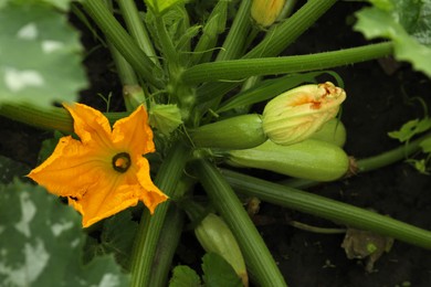 Blooming green plant with unripe zucchini growing in garden, above view
