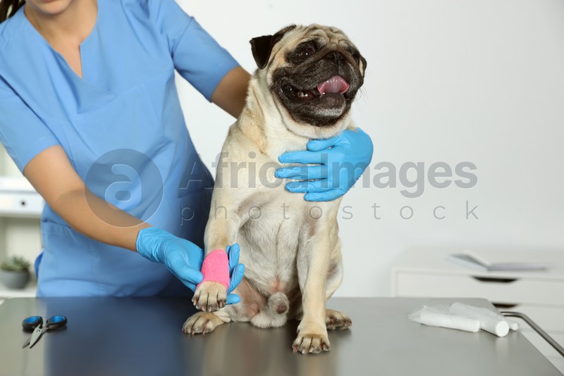 Photo of Professional veterinarian and cute dog with medical bandage on paw in clinic
