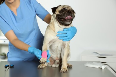 Photo of Professional veterinarian and cute dog with medical bandage on paw in clinic