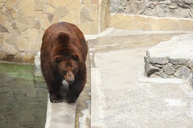 Photo of Brown bear at enclosure in zoo, space for text. Wild animal