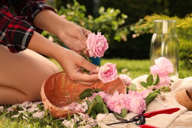 Photo of Woman collecting tea roses outdoors on sunny day, closeup