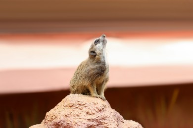 Photo of Cute meerkat in zoo enclosure. Exotic animal