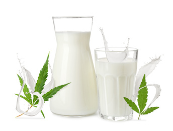 Hemp milk and fresh leaves on white background