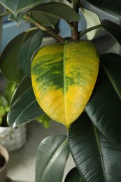 Photo of Houseplant with leaf blight disease, closeup view