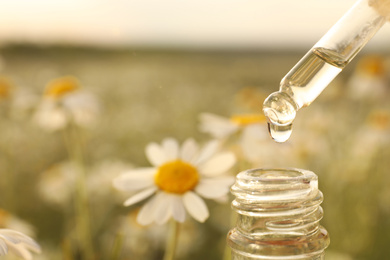 Dripping essential oil from pipette into bottle in chamomile field, closeup. Space for text
