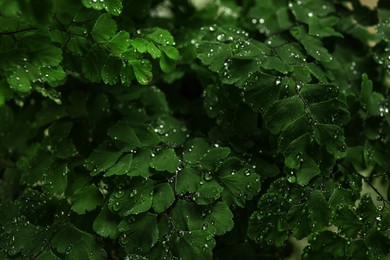 Green leaves with small water drops, closeup