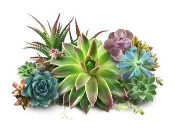 Image of Collection of different beautiful succulents on white background