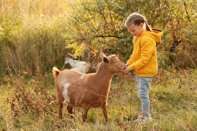 Farm animal. Cute little girl feeding goat on pasture