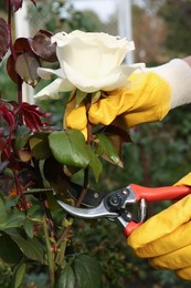 Woman wearing gloves pruning rose stem by secateurs outdoors, closeup