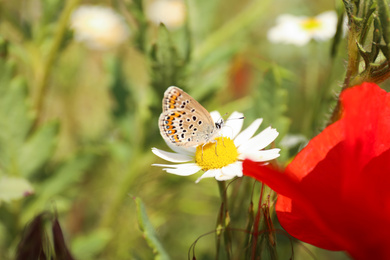 Beautiful butterfly on chamomile flower outdoors, closeup