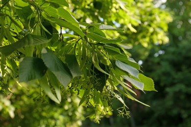 Photo of Closeup view of blossoming linden tree outdoors on sunny spring day