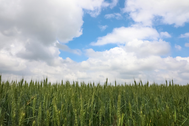 Agricultural field with ripening cereal crop under cloudy sky