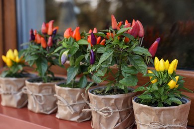Capsicum Annuum plants. Many potted multicolor Chili Peppers near window outdoors