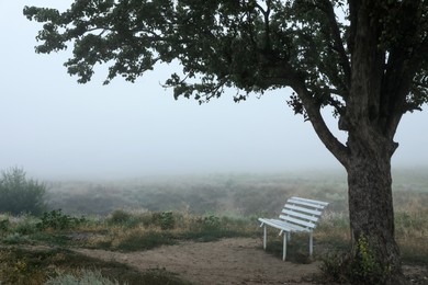 Empty wooden bench under tree in foggy field. Early morning landscape