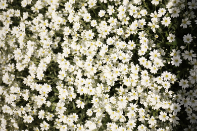 Many beautiful white meadowfoam flowers growing outdoors