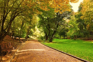 Pathway, benches, fallen leaves and trees in beautiful park on autumn day