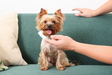 Man brushing dog's teeth on couch, closeup